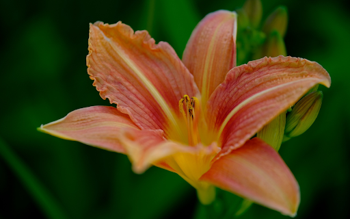 Red lilies  from Chrome web store to be run with OffiDocs Chromium online