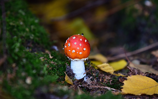 Red mushroom  from Chrome web store to be run with OffiDocs Chromium online