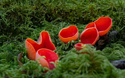 Red Mushrooms  from Chrome web store to be run with OffiDocs Chromium online