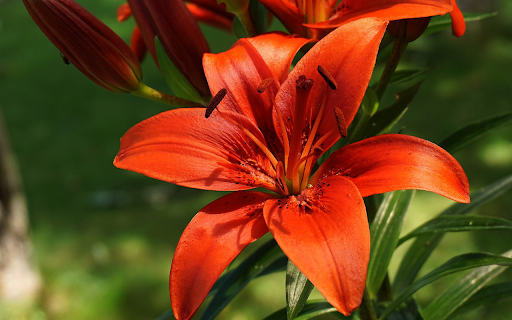 Red orange lilies  from Chrome web store to be run with OffiDocs Chromium online