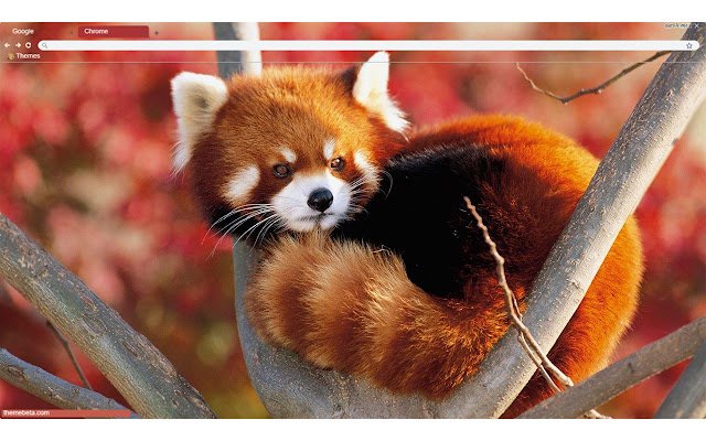 Chrome ウェブストアの Red Panda 1920x1080 を OffiDocs Chromium online で実行する