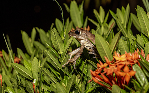 Red peonies and frogs  from Chrome web store to be run with OffiDocs Chromium online