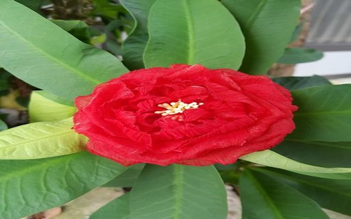 Red peony wallpaper  from Chrome web store to be run with OffiDocs Chromium online