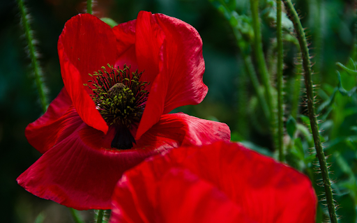Red petal flower  from Chrome web store to be run with OffiDocs Chromium online