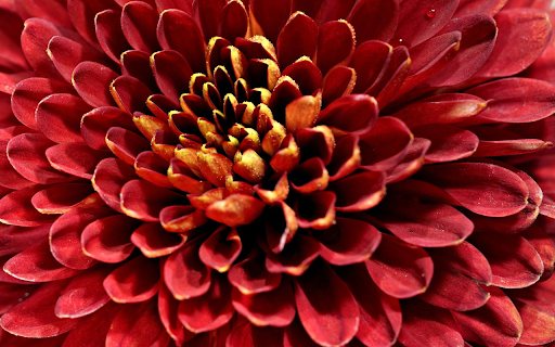 Red petals from Chrome web store to be run with OffiDocs Chromium online Red petals from Chrome web store to be run with OffiDocs Chromium online