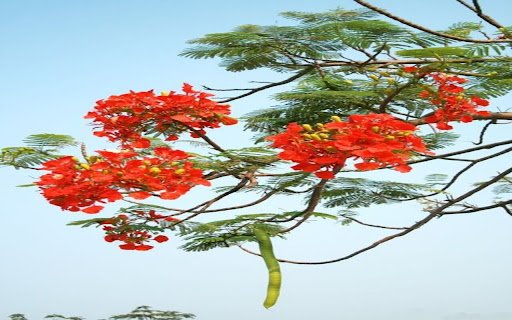 red phoenix flower wallpaper  from Chrome web store to be run with OffiDocs Chromium online