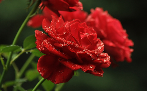 Red rose  from Chrome web store to be run with OffiDocs Chromium online