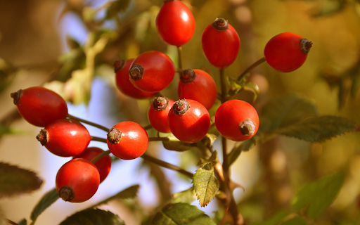 Red rose fruit from Chrome web store to be run with OffiDocs Chromium online Red rose fruit from Chrome web store to be run with OffiDocs Chromium online