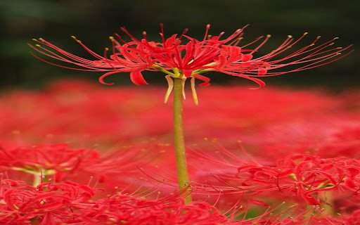 red spider lily wallpaper  from Chrome web store to be run with OffiDocs Chromium online