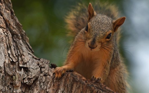 Red Squirrel with Silky Fur  from Chrome web store to be run with OffiDocs Chromium online