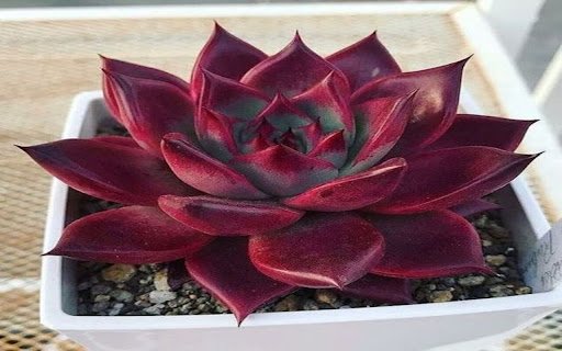 red succulent wallpaper  from Chrome web store to be run with OffiDocs Chromium online