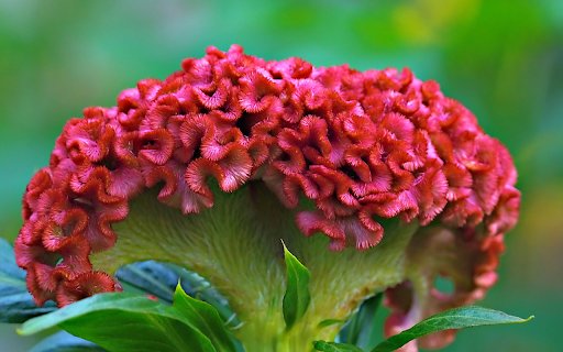 Red velvet cockscomb flower  from Chrome web store to be run with OffiDocs Chromium online