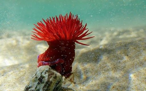 red wild sunflower wallpaper  from Chrome web store to be run with OffiDocs Chromium online