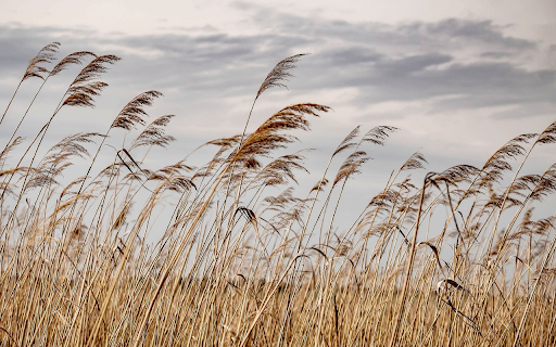 Reed Grass Grows Tall  from Chrome web store to be run with OffiDocs Chromium online