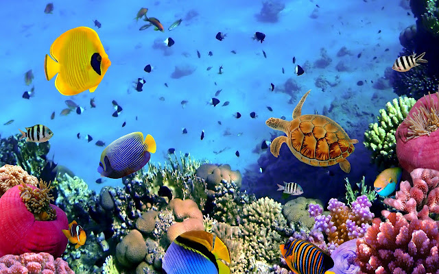 Reef  from Chrome web store to be run with OffiDocs Chromium online Reef  from Chrome web store to be run with OffiDocs Chromium online