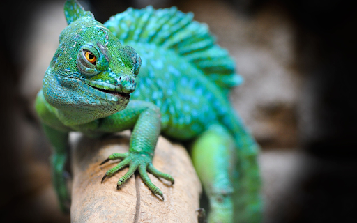 Reptile  from Chrome web store to be run with OffiDocs Chromium online