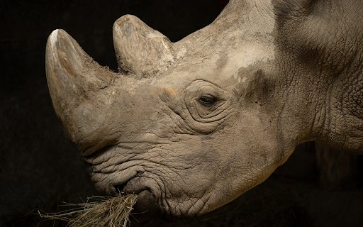 rhino horn  from Chrome web store to be run with OffiDocs Chromium online