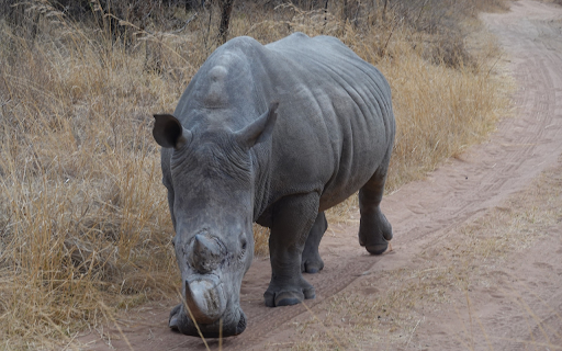 Rhino in the grass field  from Chrome web store to be run with OffiDocs Chromium online