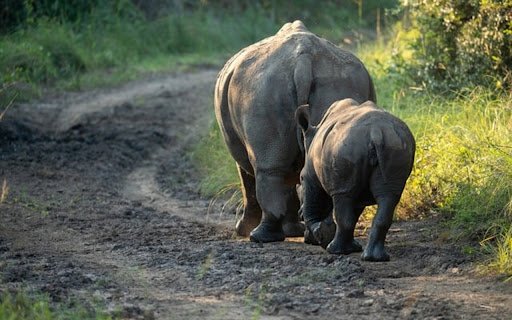 RHINO Theme  from Chrome web store to be run with OffiDocs Chromium online