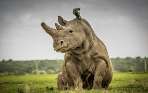 rhino wallpaper  from Chrome web store to be run with OffiDocs Chromium online