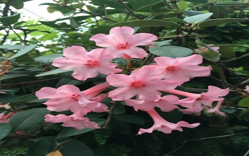 Rhododendron Wallpaper  from Chrome web store to be run with OffiDocs Chromium online