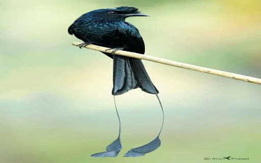 ribbon tailed bird of paradise wallpaper  from Chrome web store to be run with OffiDocs Chromium online