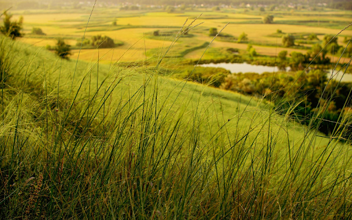 Rice drying color  from Chrome web store to be run with OffiDocs Chromium online Rice drying color  from Chrome web store to be run with OffiDocs Chromium online