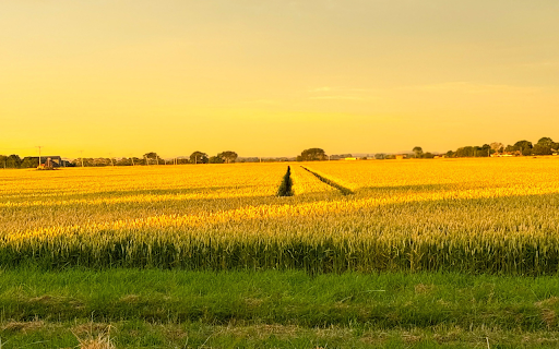 Rice fields ripen in the sun  from Chrome web store to be run with OffiDocs Chromium online