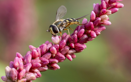 Rice Flower and Bee  from Chrome web store to be run with OffiDocs Chromium online