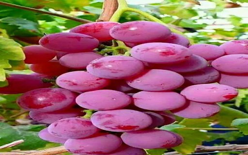 Ripe bunch of red grapes wallpaper  from Chrome web store to be run with OffiDocs Chromium online