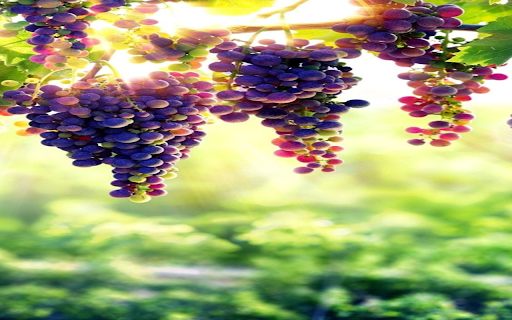 Ripe grape vines wallpaper  from Chrome web store to be run with OffiDocs Chromium online