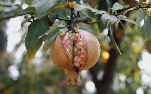 Ripe Pomegranate  from Chrome web store to be run with OffiDocs Chromium online