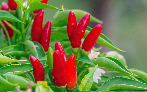 ripe red pepper plant  from Chrome web store to be run with OffiDocs Chromium online