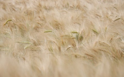 Ripe Rice Field  from Chrome web store to be run with OffiDocs Chromium online