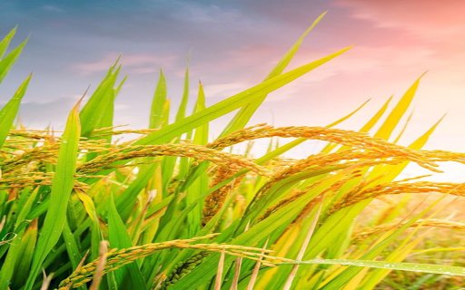 Ripe rice wallpaper  from Chrome web store to be run with OffiDocs Chromium online