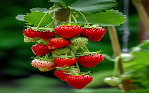 Ripe strawberry wallpaper  from Chrome web store to be run with OffiDocs Chromium online