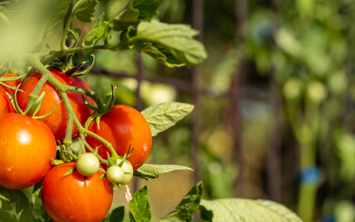 Ripe tomatoes  from Chrome web store to be run with OffiDocs Chromium online