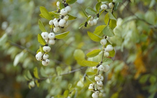 ripe white fruit from Chrome web store to be run with OffiDocs Chromium online ripe white fruit from Chrome web store to be run with OffiDocs Chromium online