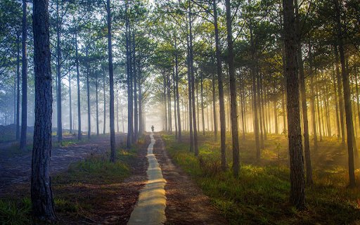 Road in the forest  from Chrome web store to be run with OffiDocs Chromium online