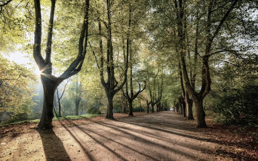 Road in the woods  from Chrome web store to be run with OffiDocs Chromium online