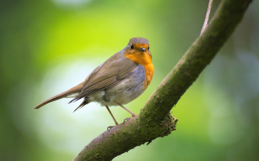 Robin  from Chrome web store to be run with OffiDocs Chromium online