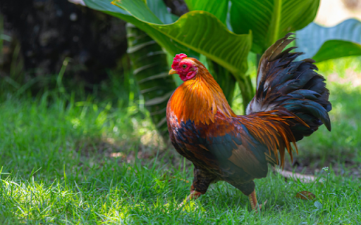 Rooster de la tienda web de Chrome se ejecutará con OffiDocs Chromium en línea