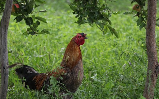 Rooster in the Grass  from Chrome web store to be run with OffiDocs Chromium online