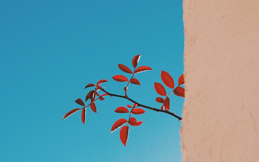 Rose  from Chrome web store to be run with OffiDocs Chromium online