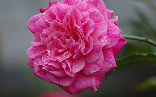 Rose and Water Drops  from Chrome web store to be run with OffiDocs Chromium online