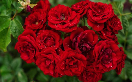 Rose bouquet in the dew from Chrome web store to be run with OffiDocs Chromium online Rose bouquet in the dew from Chrome web store to be run with OffiDocs Chromium online