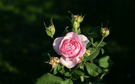 Rose branch with many buds  from Chrome web store to be run with OffiDocs Chromium online