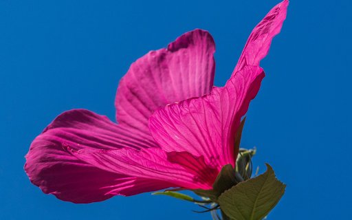 Rose bush grizzly  from Chrome web store to be run with OffiDocs Chromium online