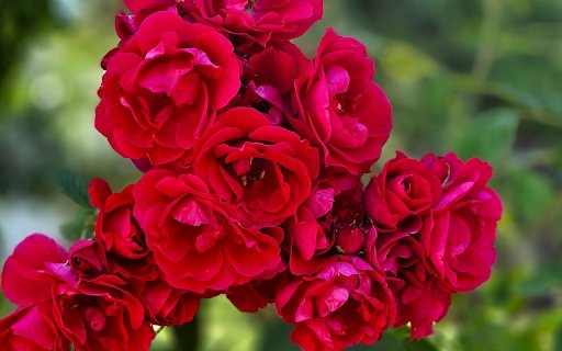 Rose Cluster from Chrome web store to be run with OffiDocs Chromium online Rose Cluster from Chrome web store to be run with OffiDocs Chromium online