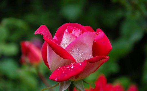Rose in Morning Dew from Chrome web store to be run with OffiDocs Chromium online Rose in Morning Dew from Chrome web store to be run with OffiDocs Chromium online